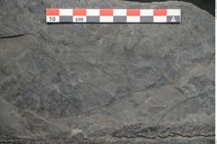 Foto (Detailansicht) von Sigillaria sp. (NHMW-GEO-2024-0188-11242)